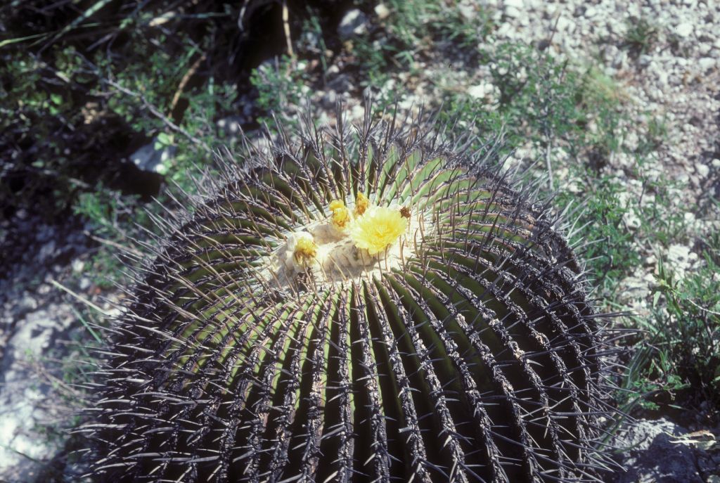 Cactaceae Echinocactus platyacanthus