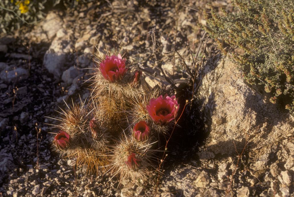 Cactaceae Echinocereus engelmannii