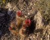 image of Echinocereus engelmannii