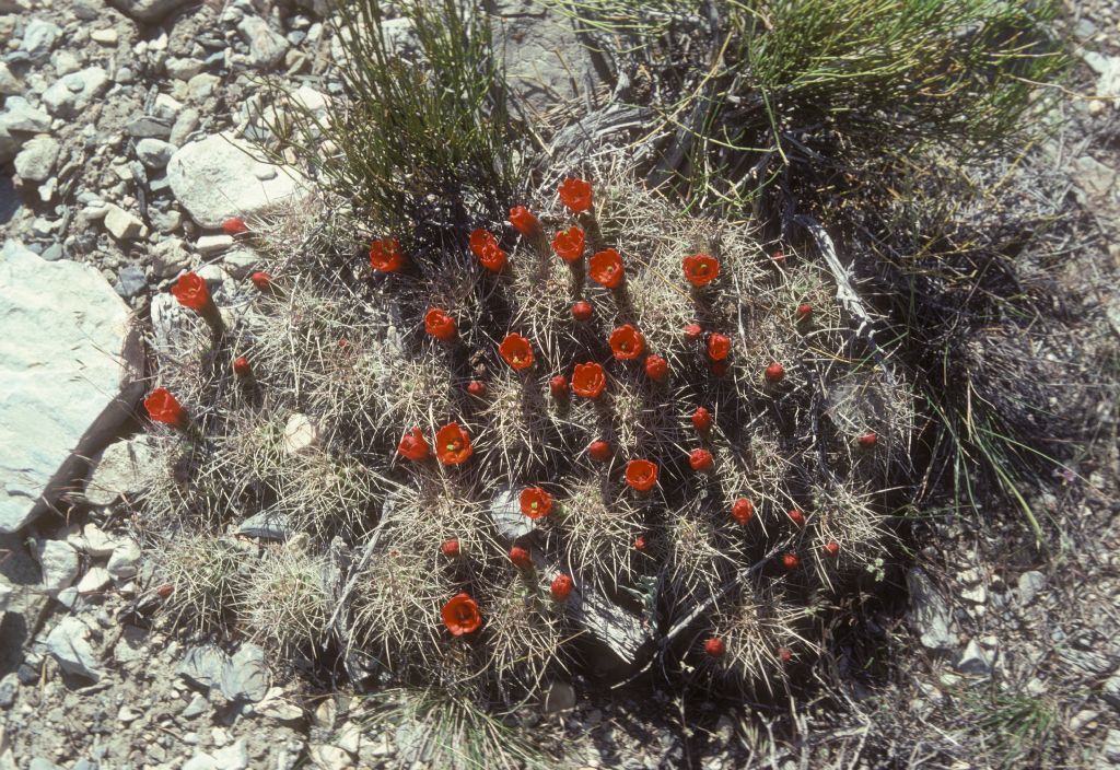 Cactaceae Echinocereus mojavensis