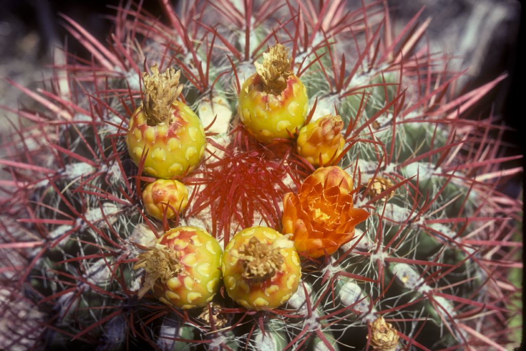 Cactaceae Ferocactus 