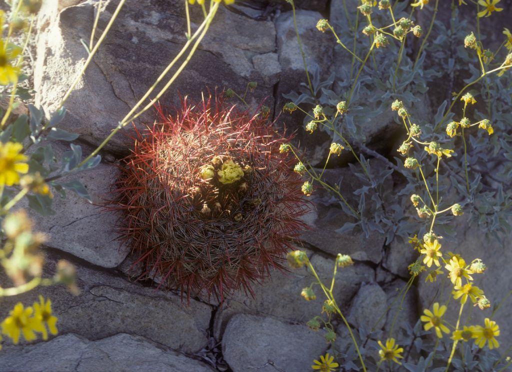 Cactaceae Ferocactus acanthodes