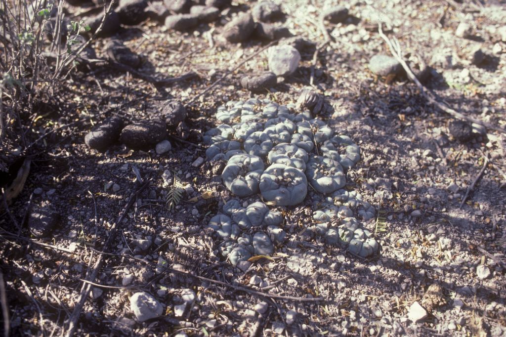 Cactaceae Lophophora williamsii