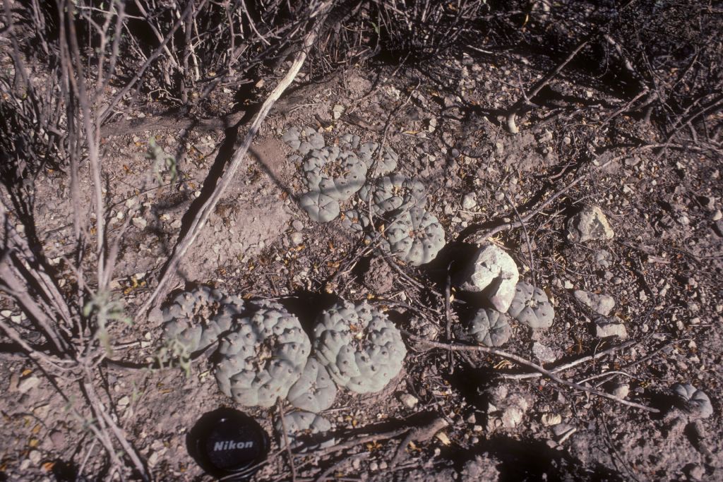 Cactaceae Lophophora williamsii