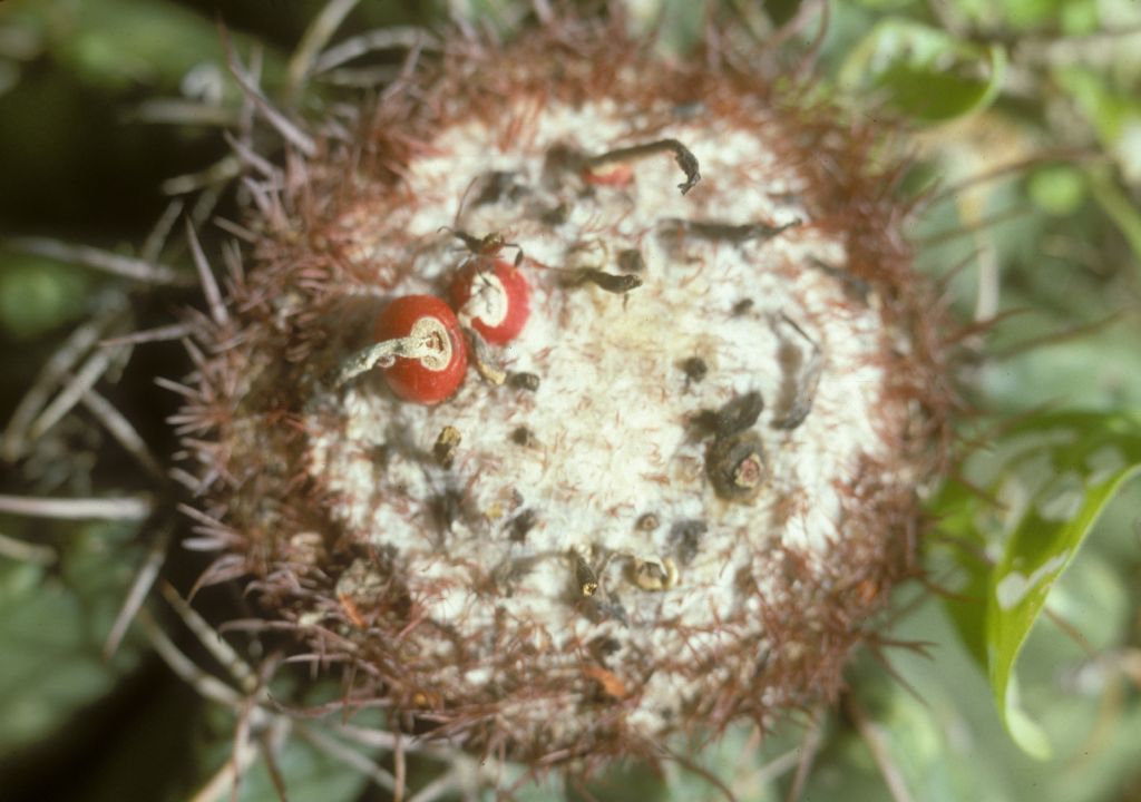 Cactaceae Melocactus 