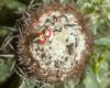 image of Melocactus 