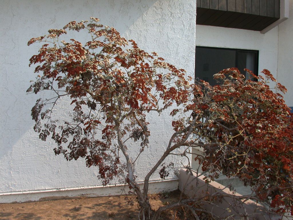 Polygonaceae Eriogonum giganteum