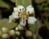 image of Heteromeles arbutifolia