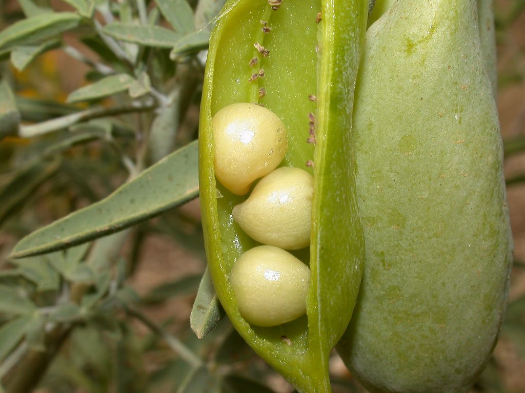 Cleomaceae Isomeris arborea