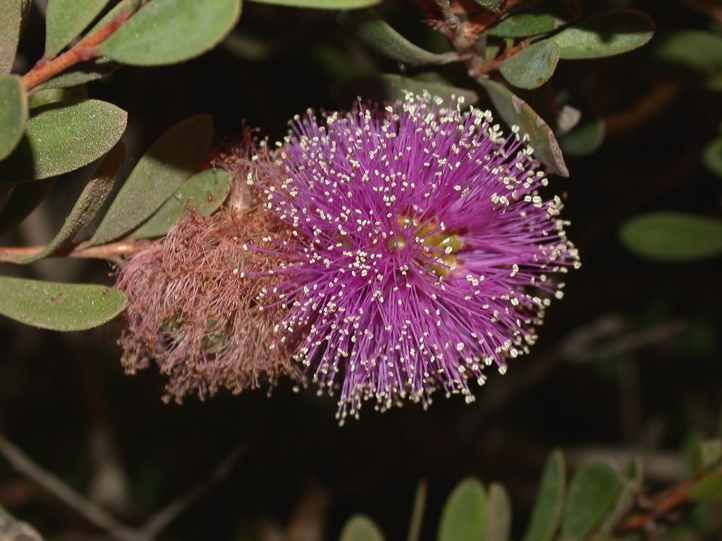 Myrtaceae Melaleuca nesophila