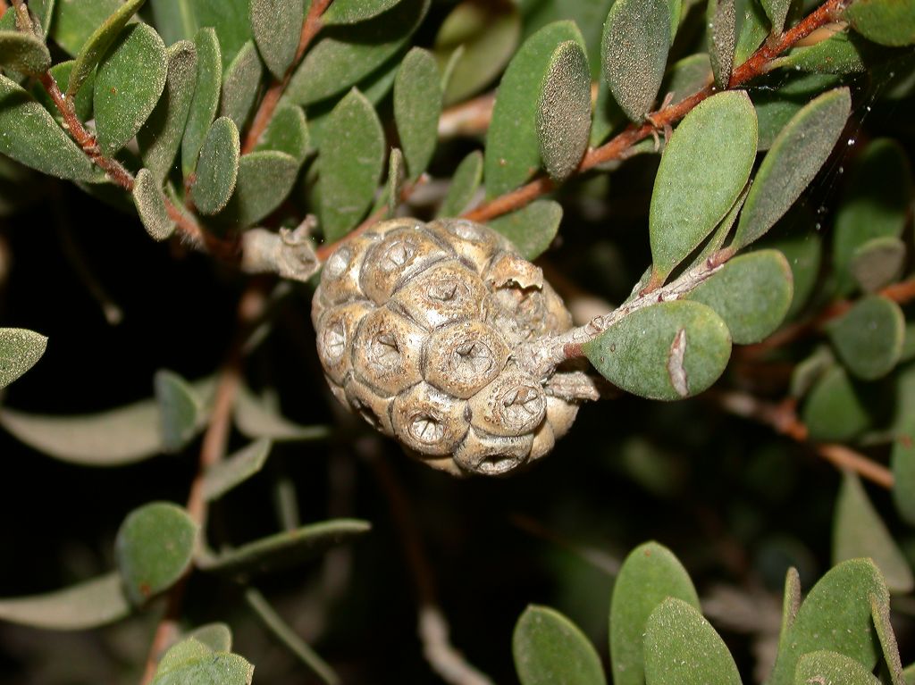 Myrtaceae Melaleuca nesophila