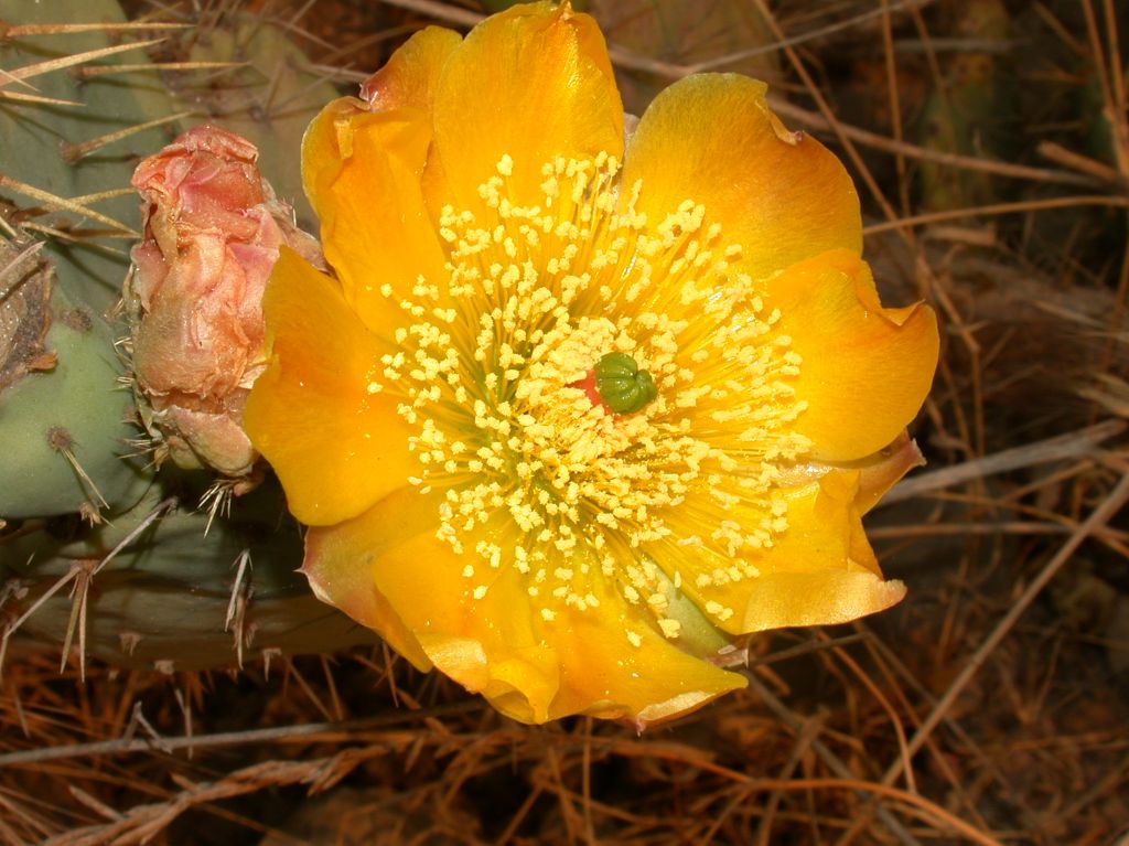 Cactaceae Opuntia littoralis