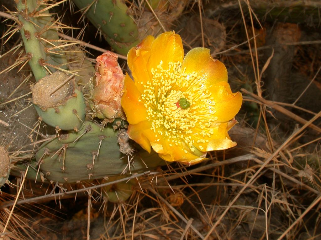 Cactaceae Opuntia littoralis