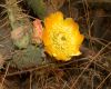 image of Opuntia littoralis