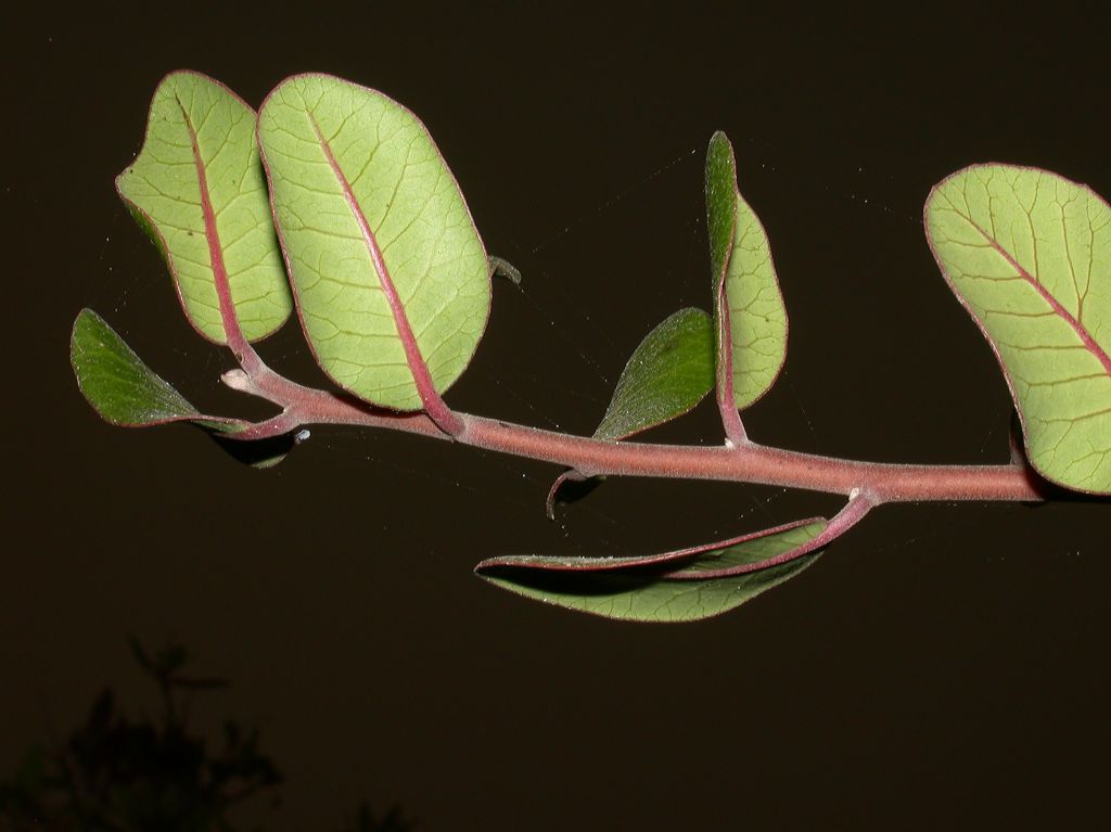 Anacardiaceae Rhus integrifolia