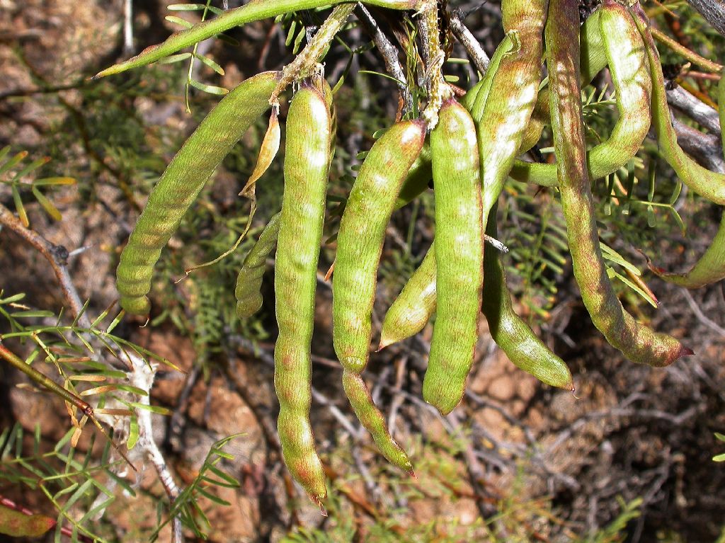 Fabaceae Prosopis alpataco