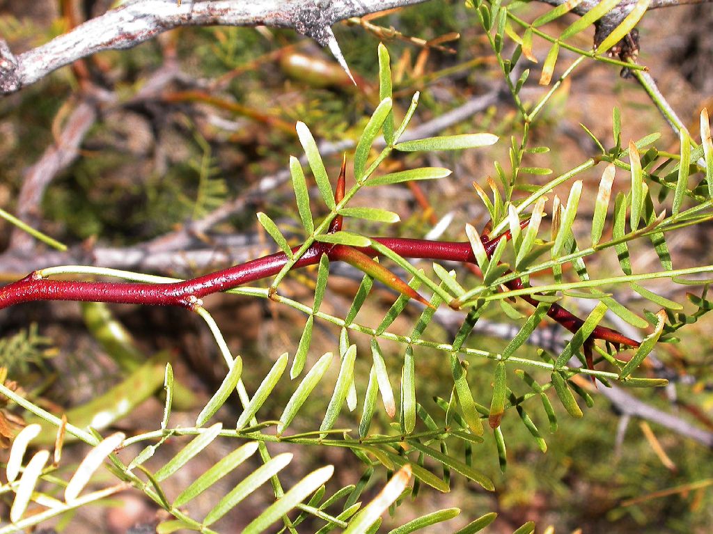 Fabaceae Prosopis alpataco