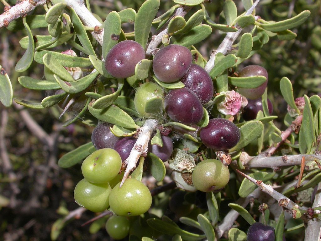 Anacardiaceae Schinus fasciculata