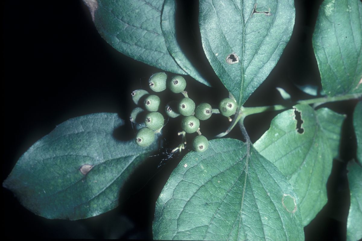 Cornaceae Cornus drummondii