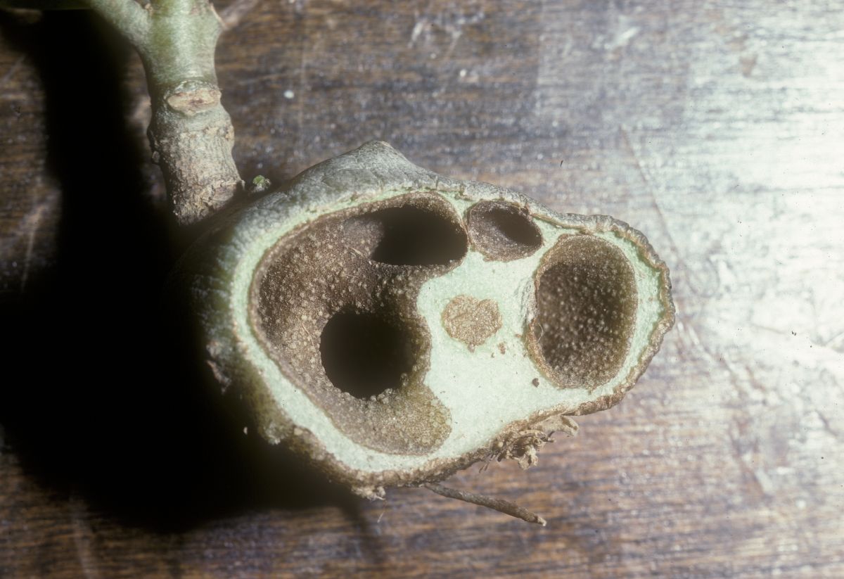 Rubiaceae Hydnophytum 