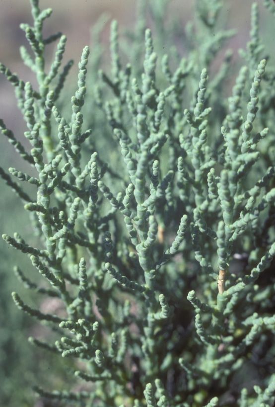 Amaranthaceae Allenrolfea occidentalis