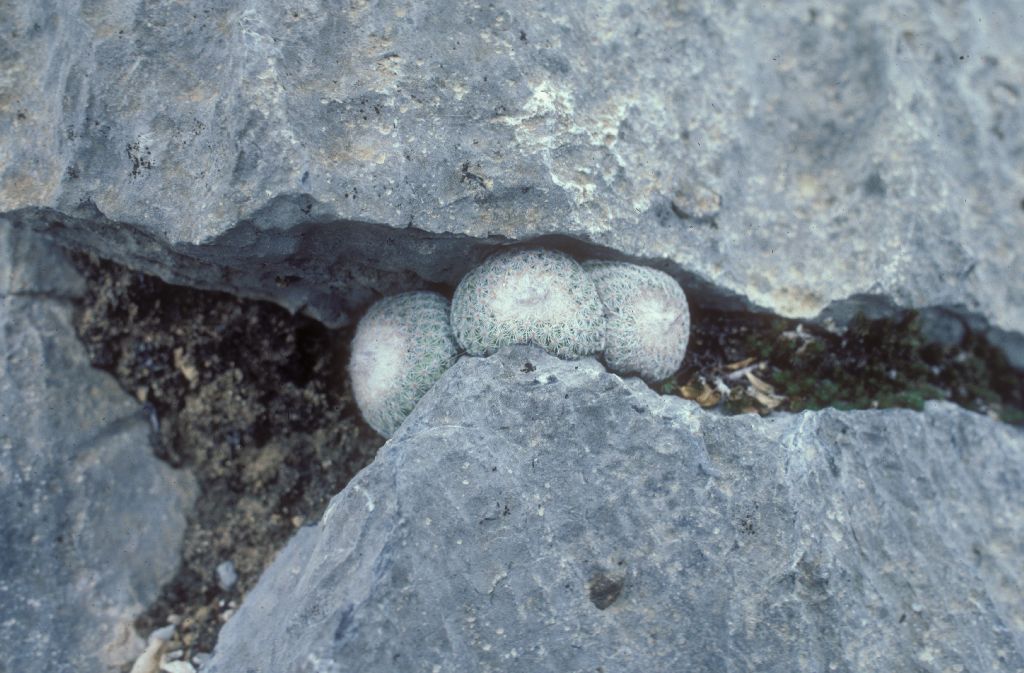 Cactaceae Epithelantha micromeris