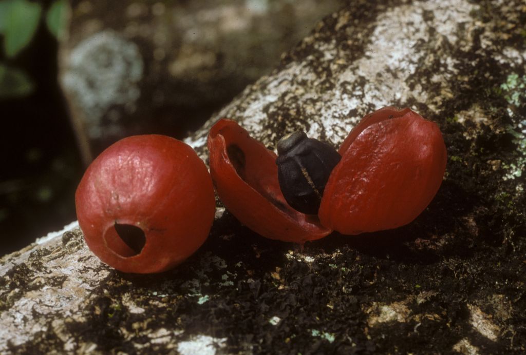 Hernandiaceae Hernandia 