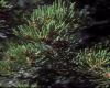 image of Pinus edulis