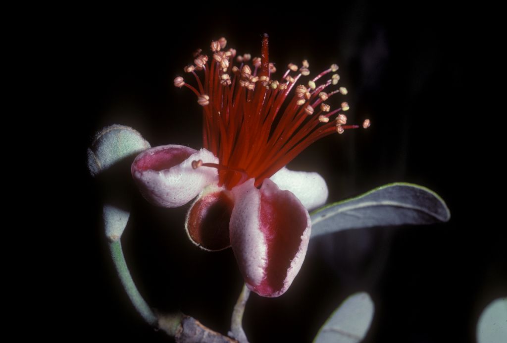 Myrtaceae Acca sellowiana