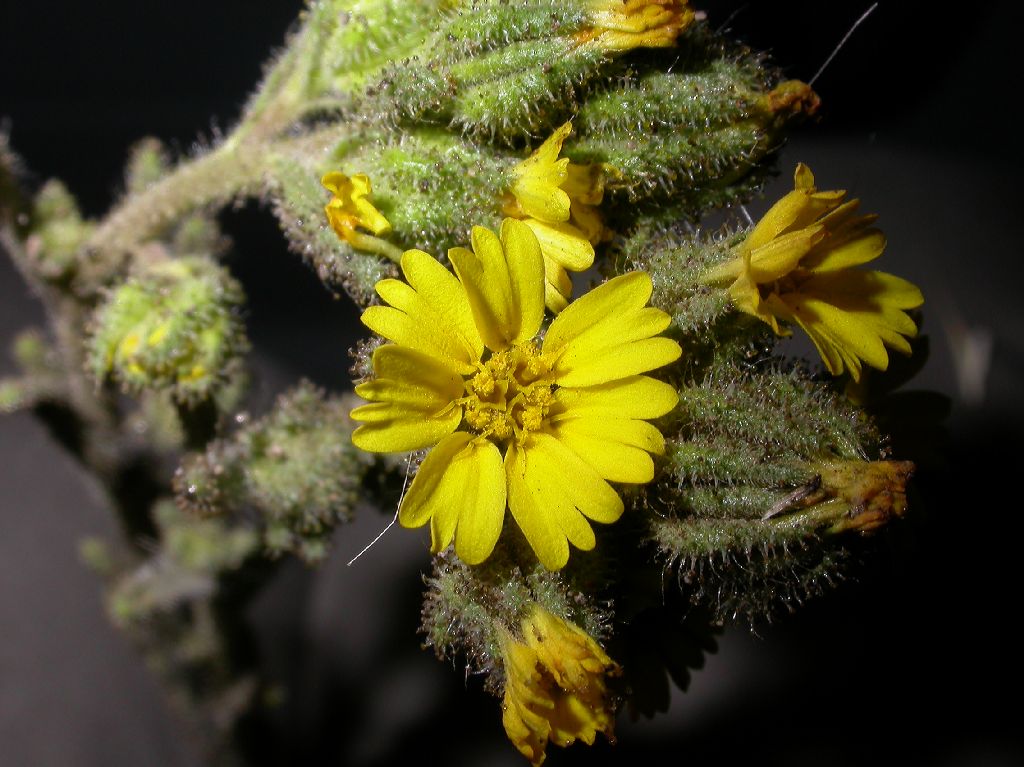 Asteraceae Madia sativa