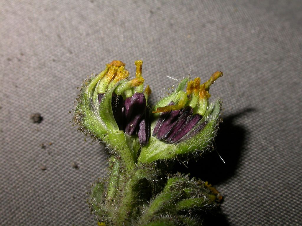 Asteraceae Madia sativa