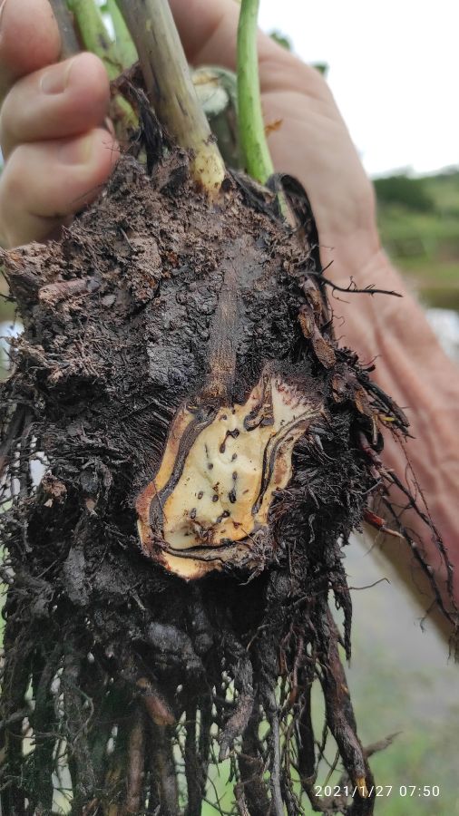 Pteridaceae Acrostichum danaeifolium