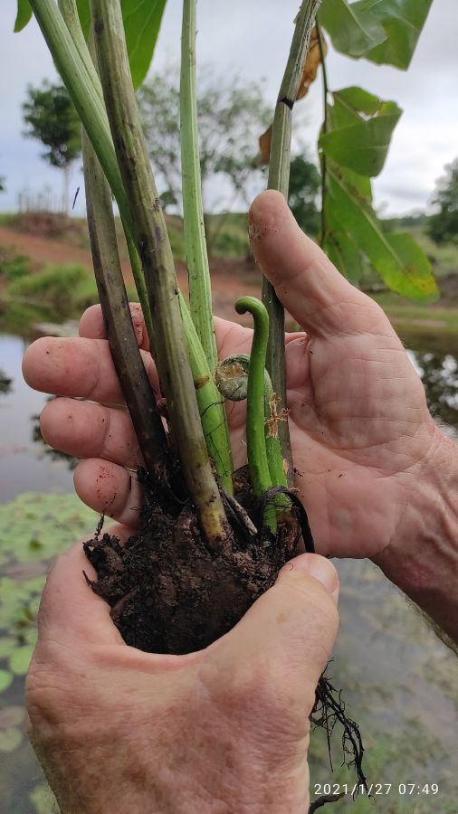Pteridaceae Acrostichum danaeifolium