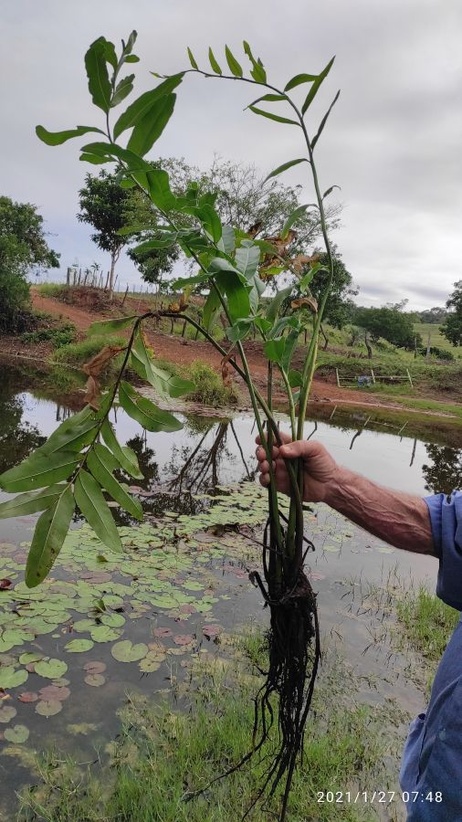 Pteridaceae Acrostichum danaeifolium