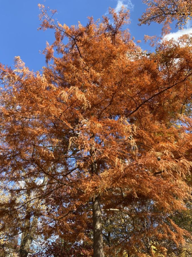 Cupressaceae Taxodium distichum