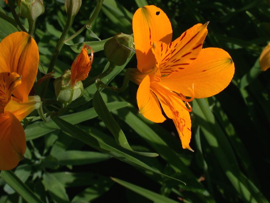 Alstroemeriaceae Alstroemeria aurantiaca