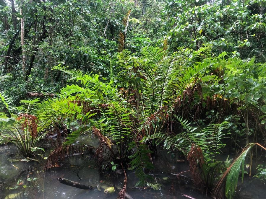 Pteridaceae Acrostichum danaeifolium