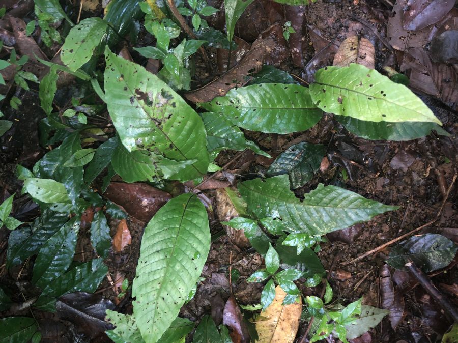 Dryopteridaceae Mickelia nicotianifolia