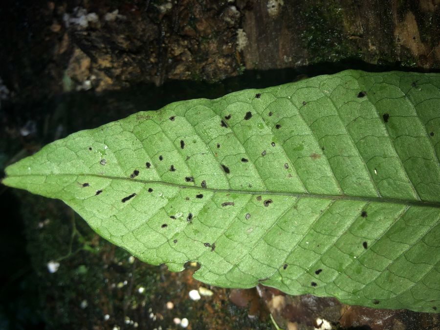 Dryopteridaceae Mickelia nicotianifolia