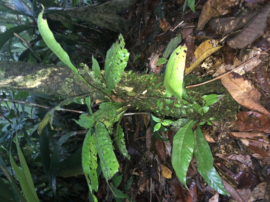 Dryopteridaceae Mickelia nicotianifolia