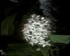image of Lysimachia clethroides