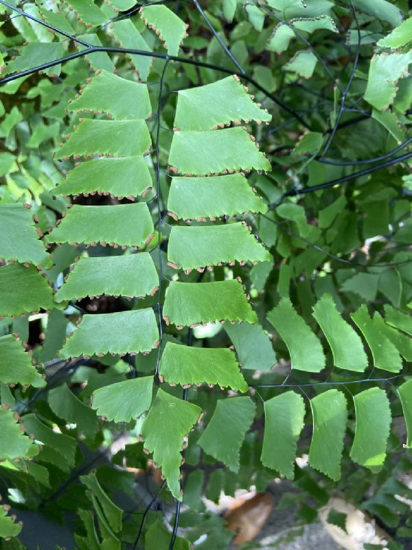 Pteridaceae Adiantum trapeziforme