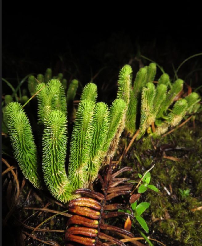 Lycopodiaceae Phlegmariurus chamaeleon