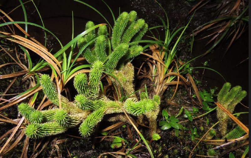 Lycopodiaceae Phlegmariurus chamaeleon