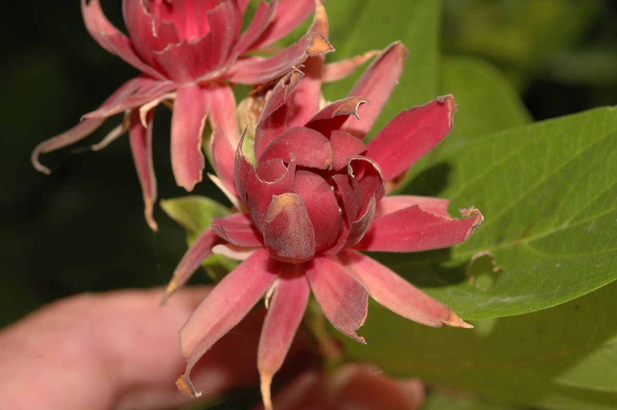 Calycanthaceae Calycanthus occidentalis