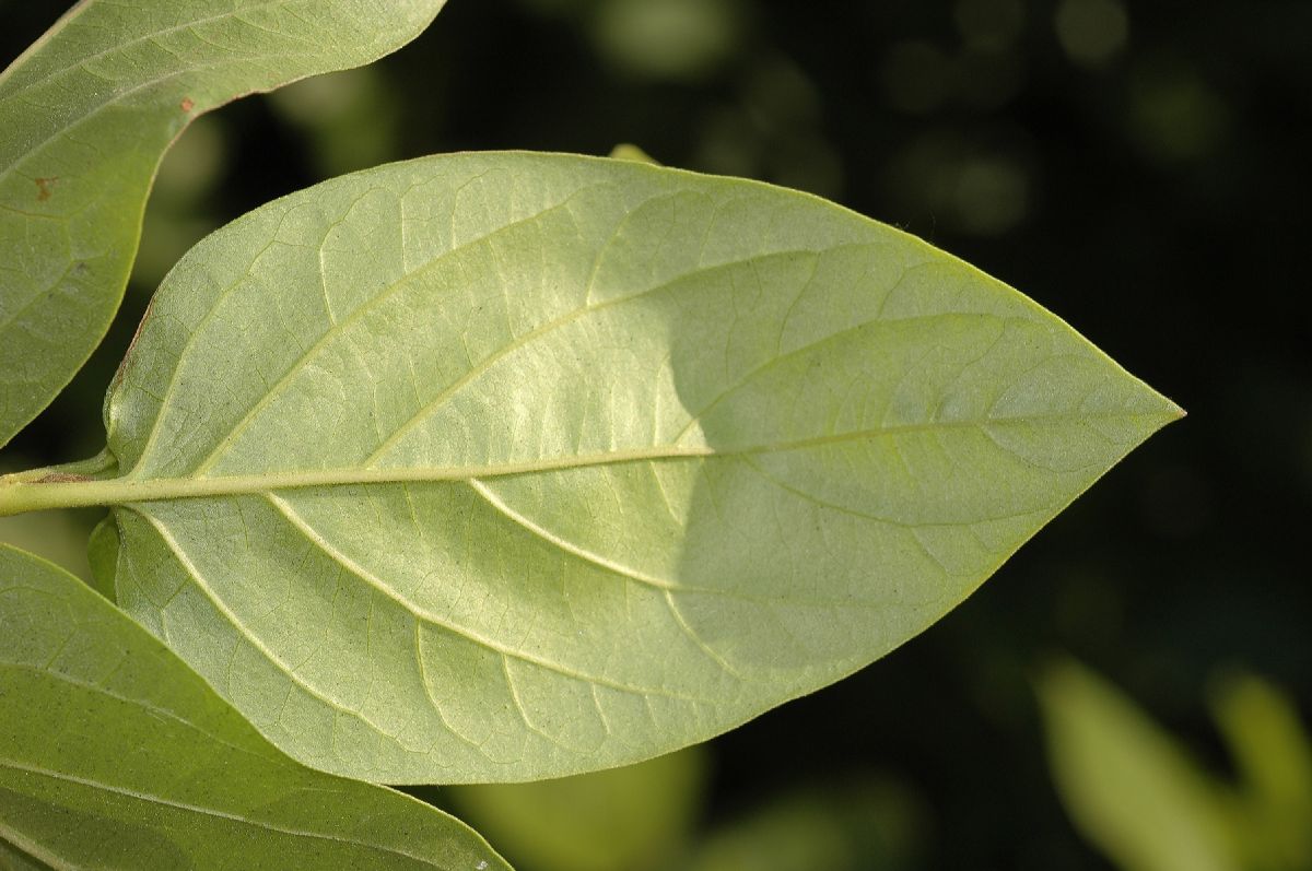 Calycanthaceae Calycanthus occidentalis