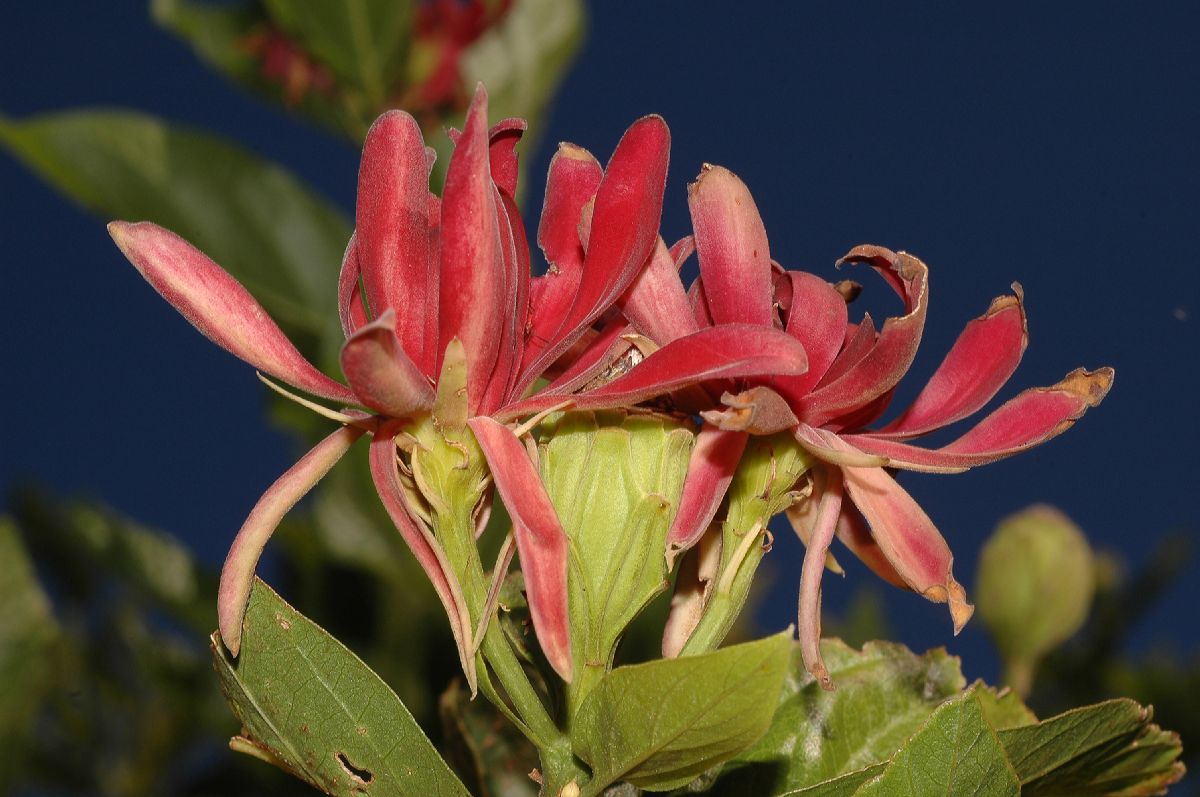 Calycanthaceae Calycanthus occidentalis