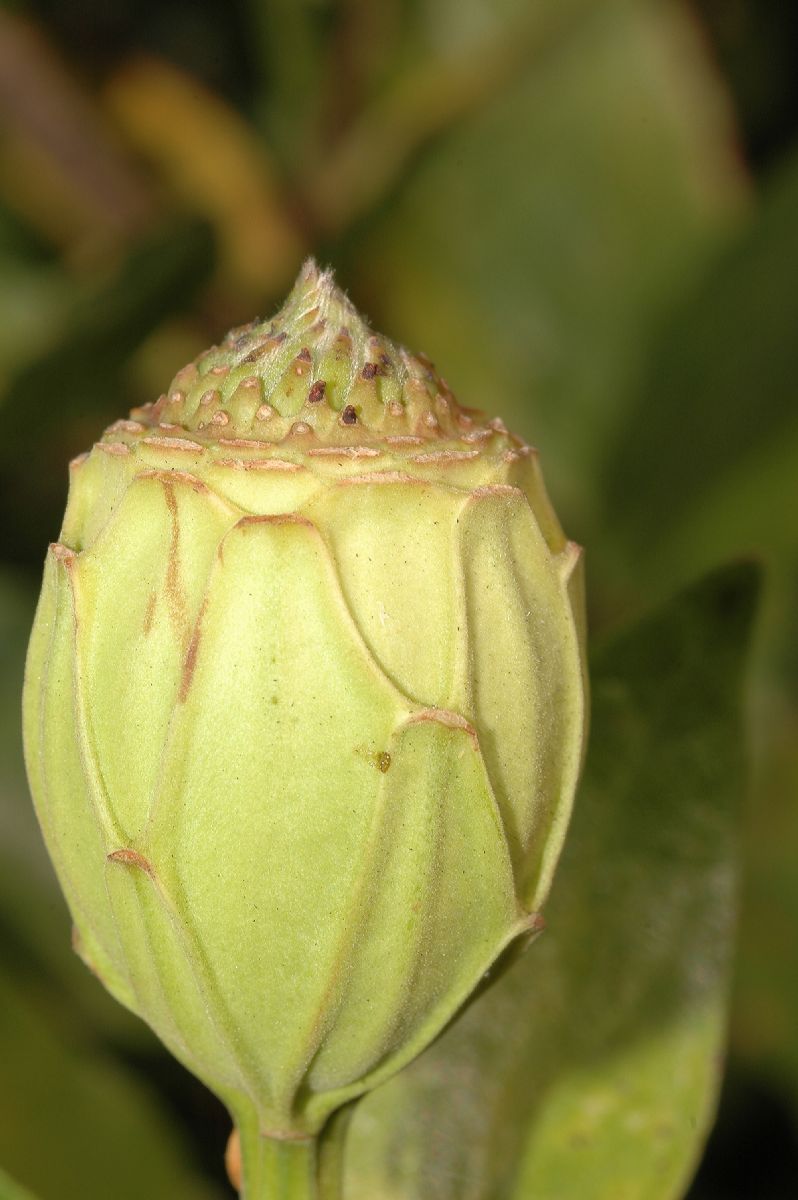 Calycanthaceae Calycanthus occidentalis