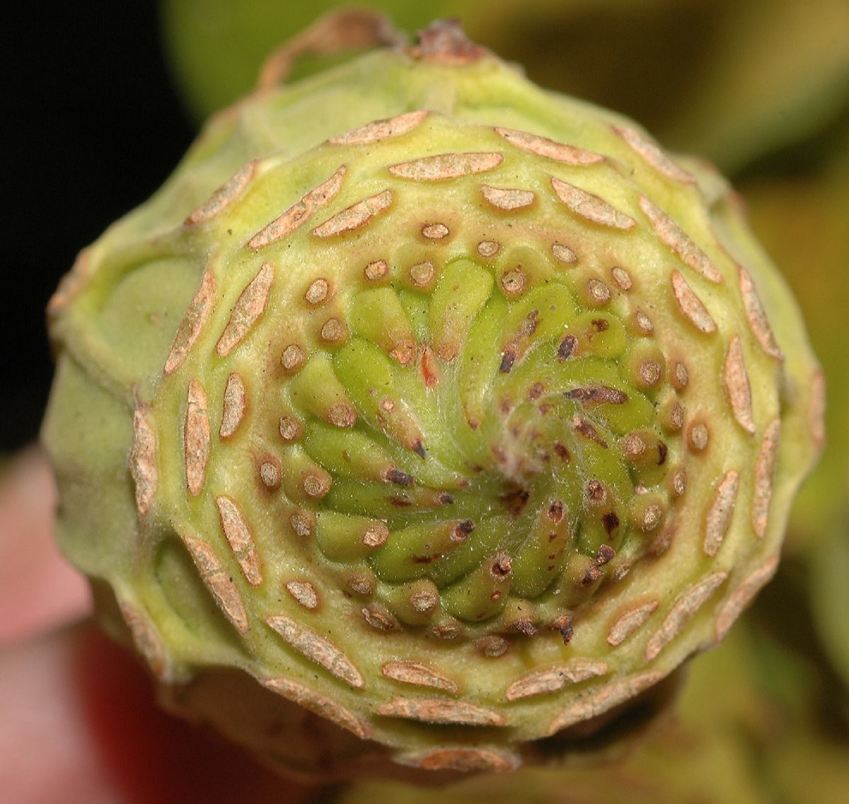 Calycanthaceae Calycanthus occidentalis