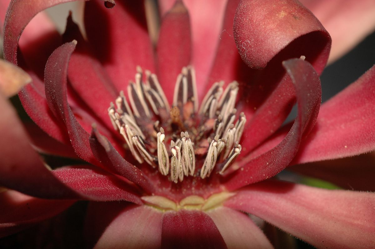 Calycanthaceae Calycanthus occidentalis